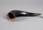 Animal horn (885)